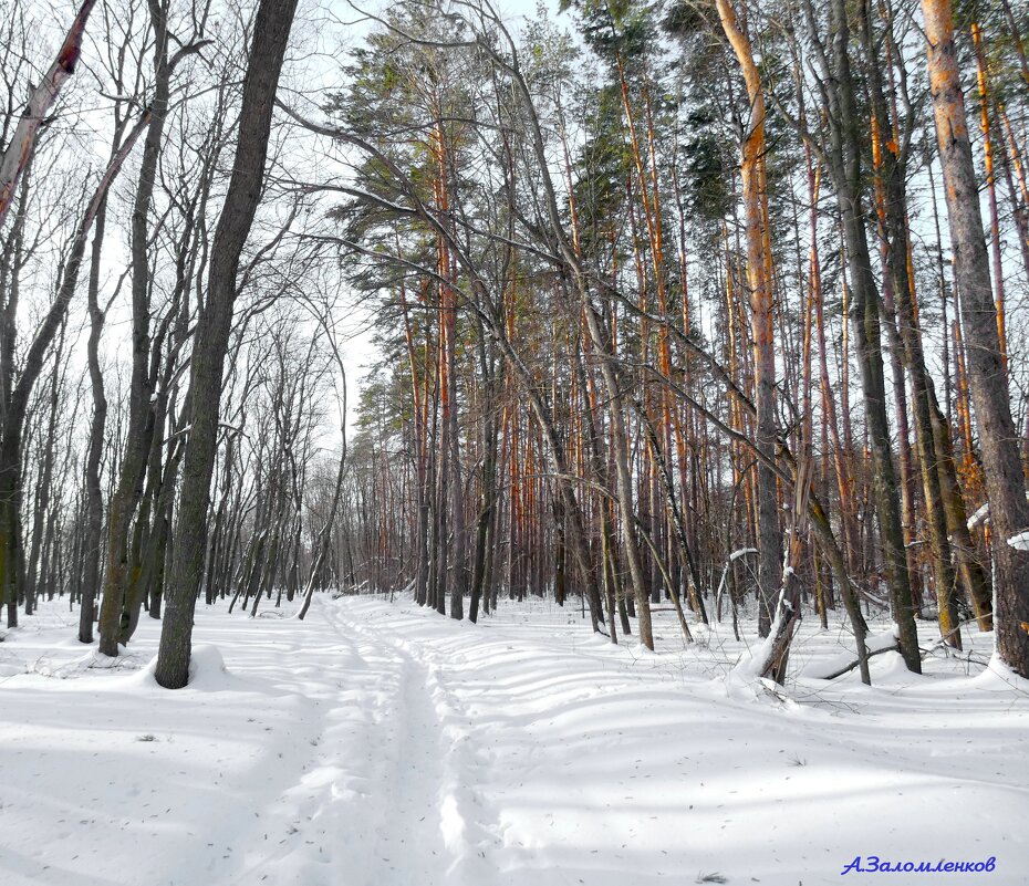 Тяжело гулять в лесу по мокрому снегу.. - Андрей Заломленков Тяжело гулять в лесу по мокрому снегу.. - Андрей Заломленков