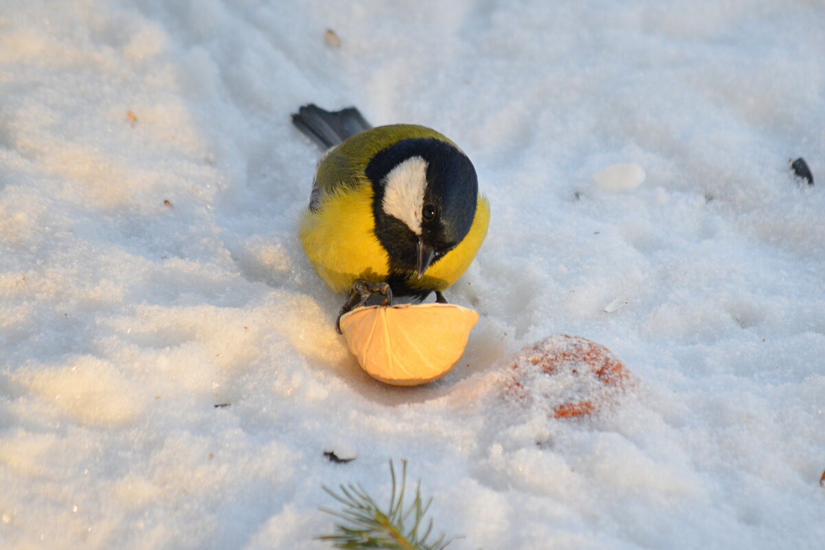 Синичка - Татьяна Лютаева Синичка - Татьяна Лютаева