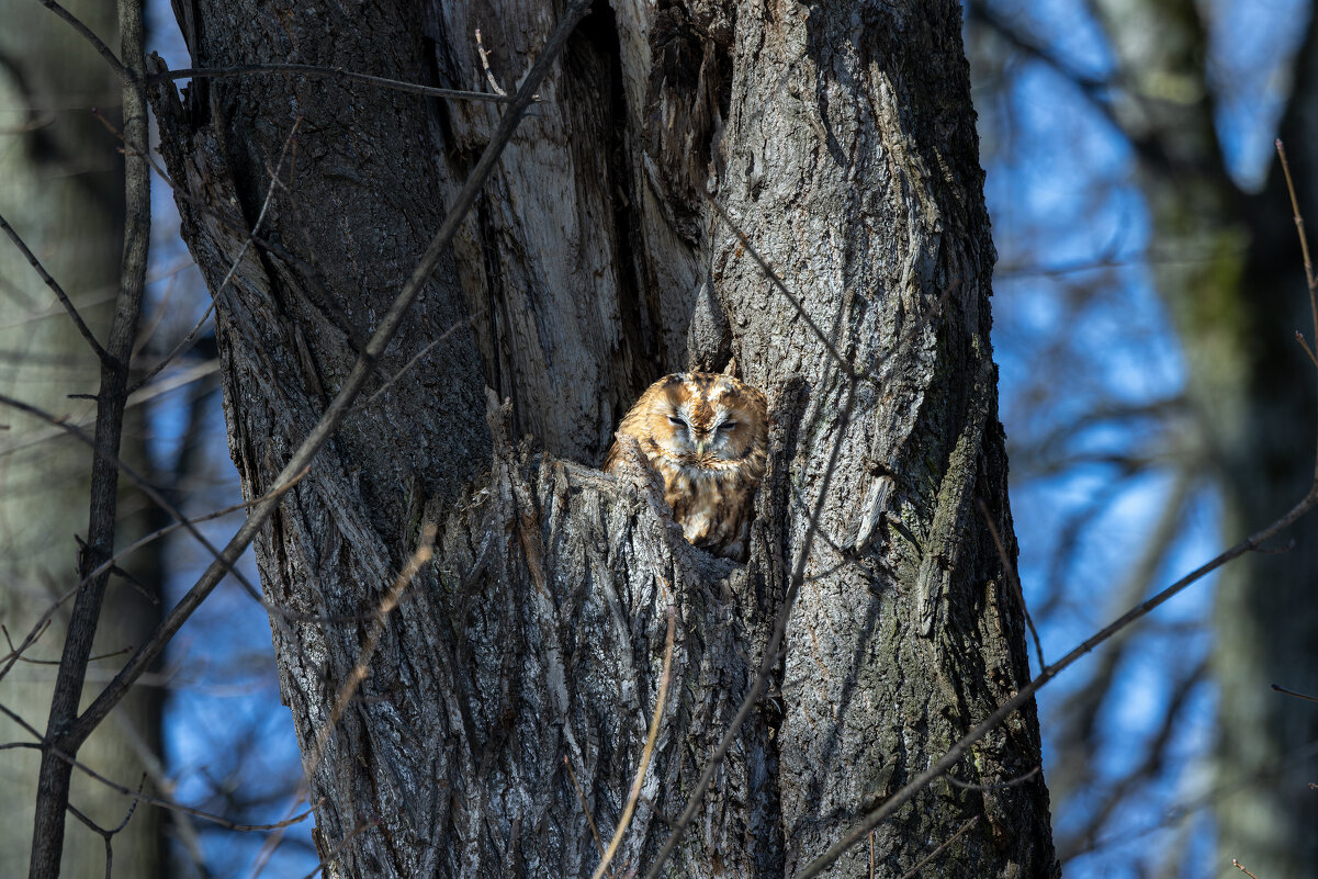 серая(рыжая) неясыть. - юрий макаров