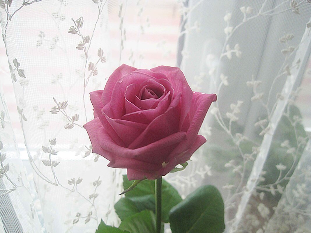 Розочка - Елена Семигина