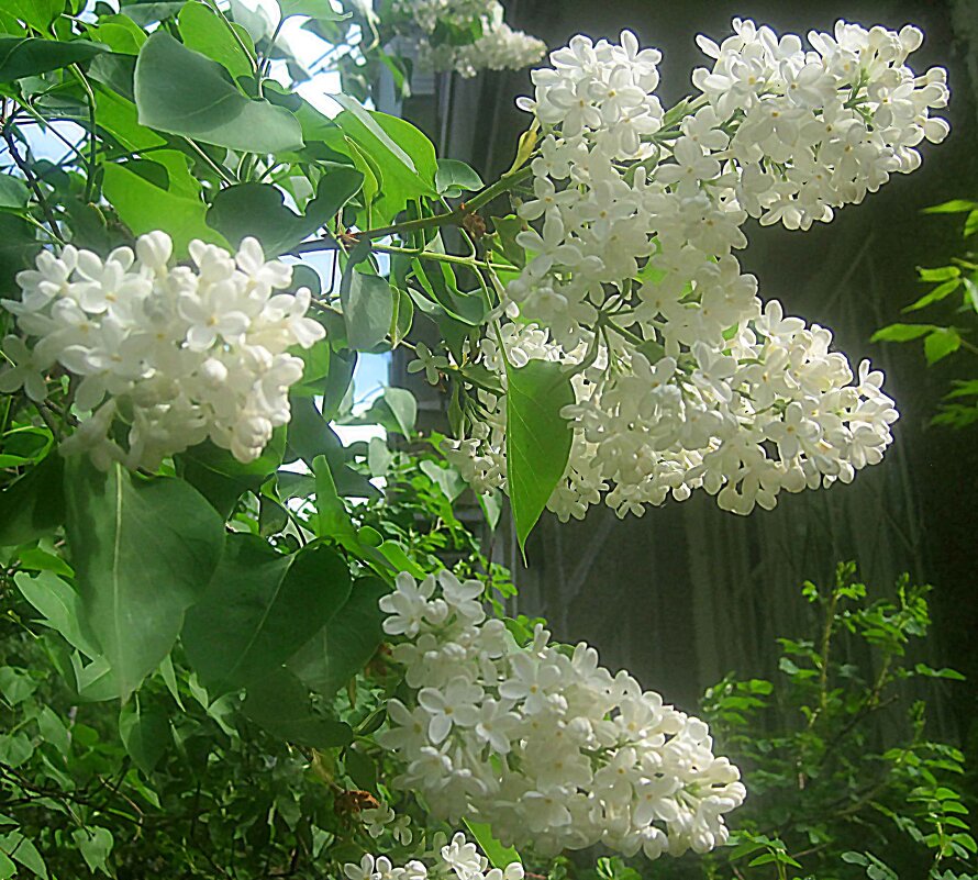 Когда придет весна... - Елена Семигина Когда придет весна... - Елена Семигина