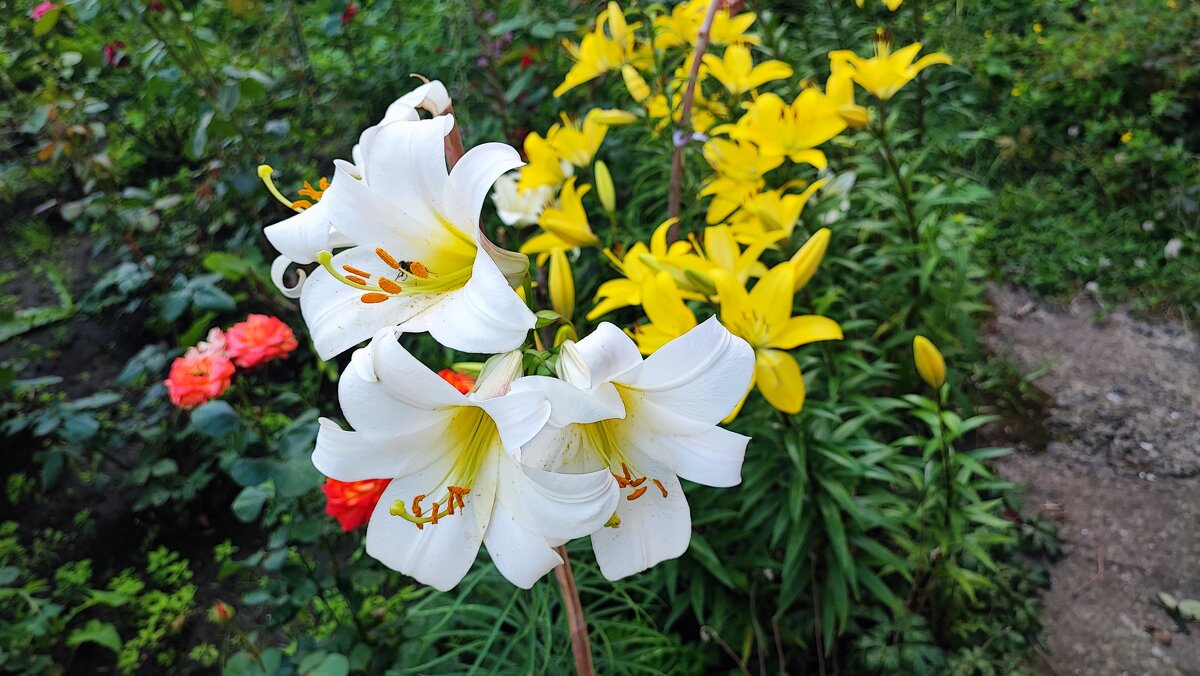 ,,, - Сергей Тимоновский