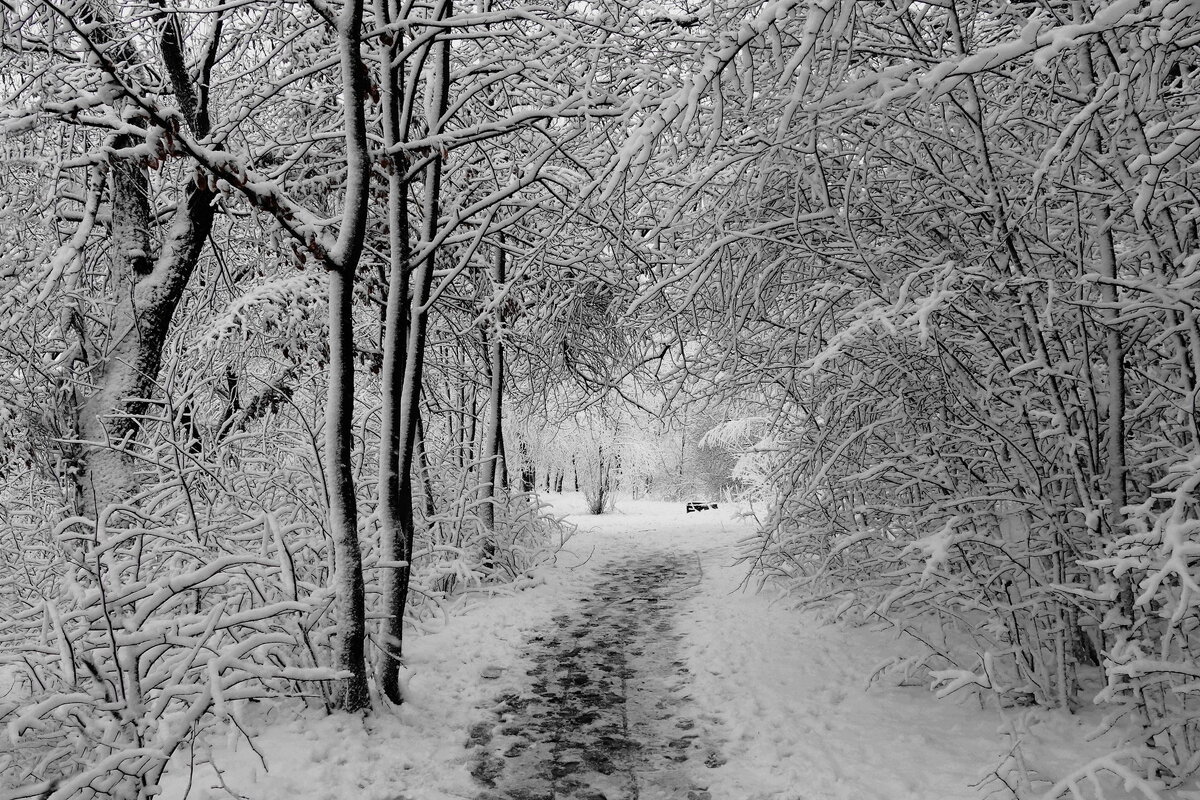 Природные кружева - Рита Симонова Природные кружева - Рита Симонова