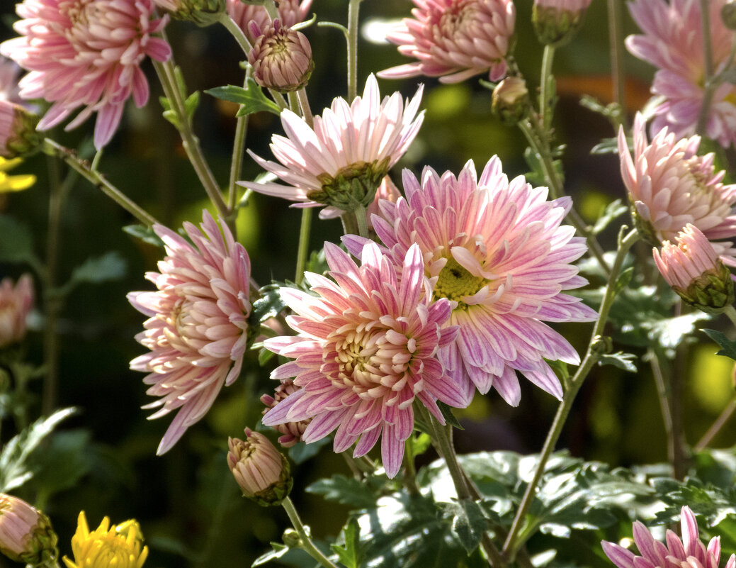 Розовая хризантема - Валентин Семчишин Розовая хризантема - Валентин Семчишин
