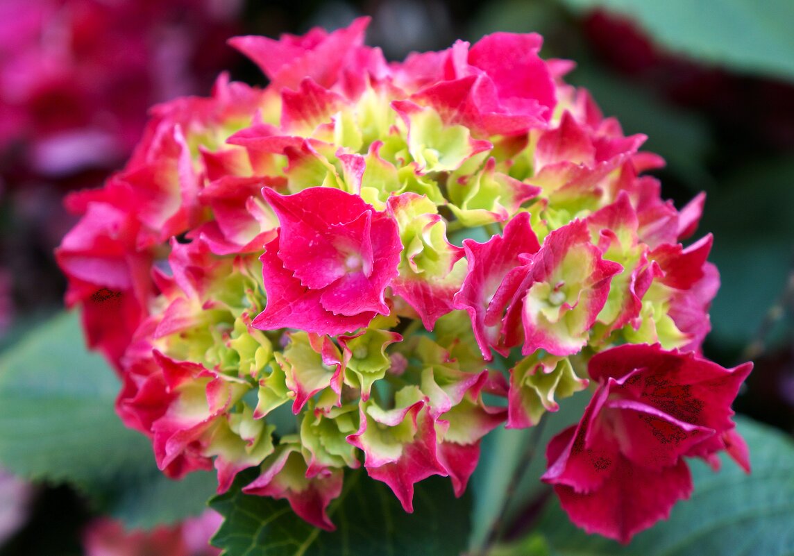 Г о р т е н з и я - Алёна Савина