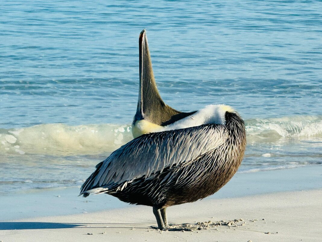 пеликан - Александра Николаева