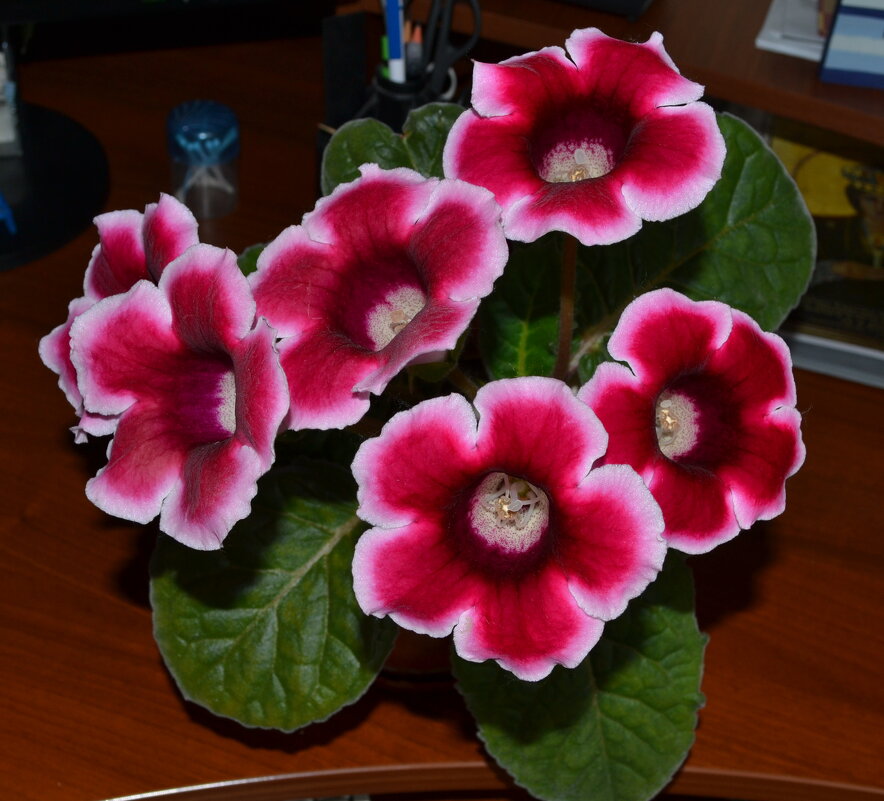 Глоксиния - Игорь Ч.