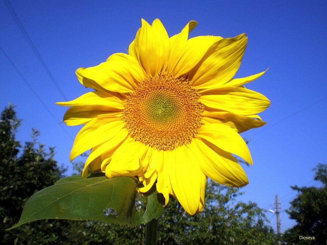 Нашла старое фото - Татьяна Пальчикова Нашла старое фото - Татьяна Пальчикова