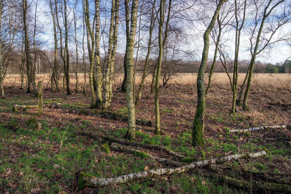 Про берёзки... - Николай Гирш Про берёзки... - Николай Гирш