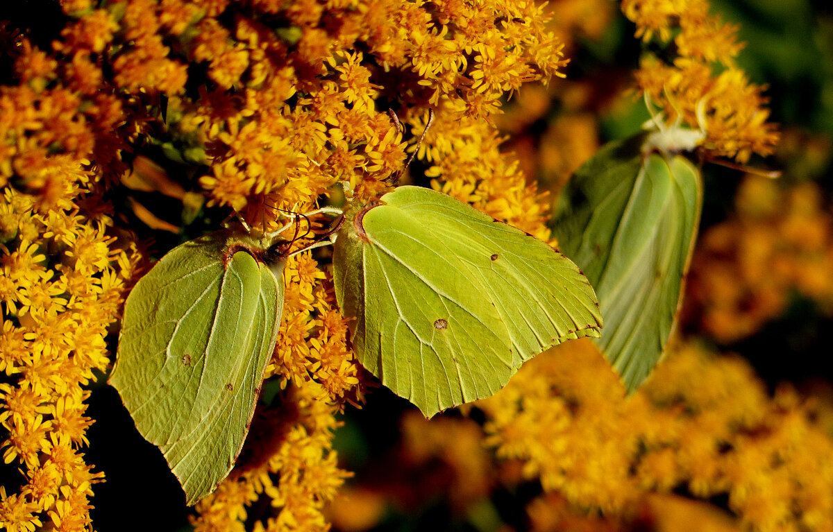 опять про бабочек 299 - Александр Прокудин опять про бабочек 299 - Александр Прокудин