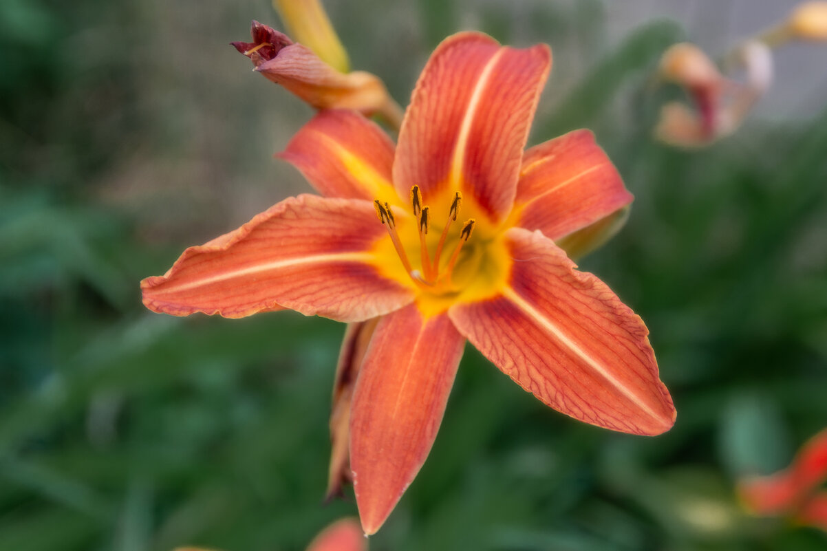 *** - Виктор Иванович Чернюк *** - Виктор Иванович Чернюк