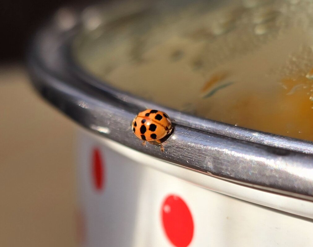 ГОСТЬЯ - Наталья (D.Nat@lia)