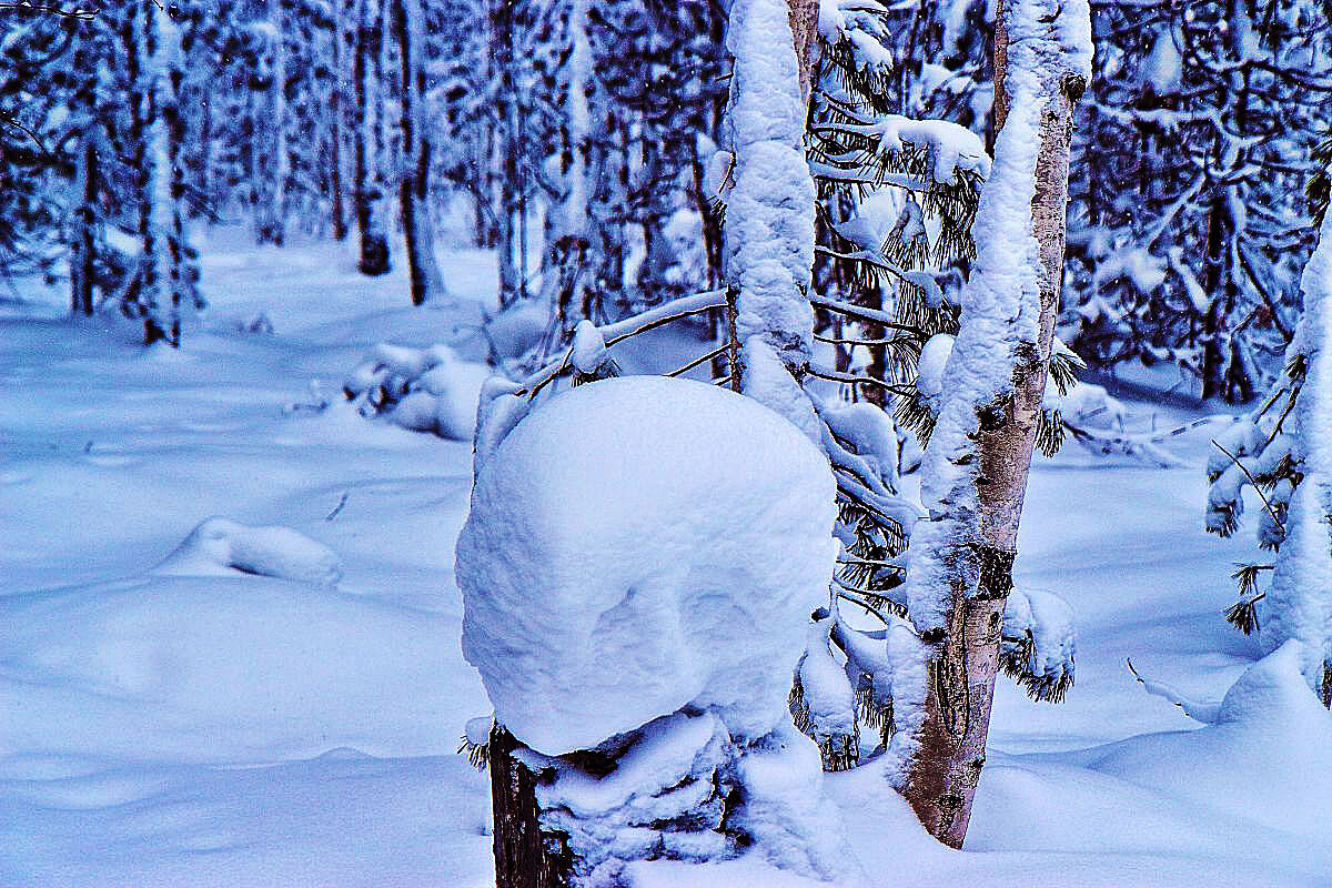 Из серии"Таёжные снеговики". - Владимир 