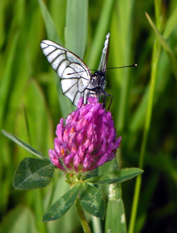 Боярышница. - nadyasilyuk Вознюк