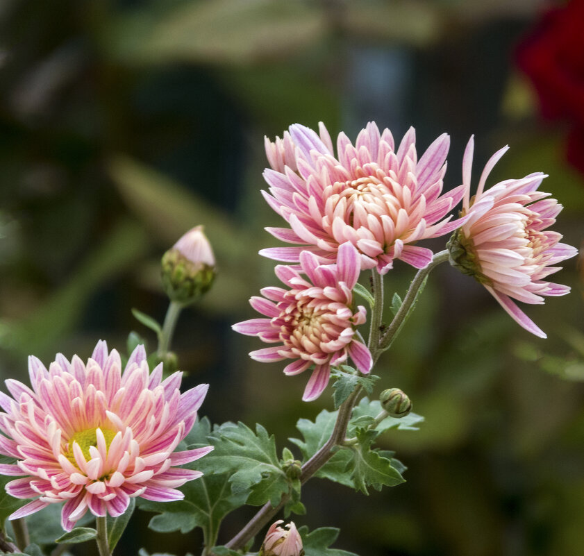 Веточка хризантем - Валентин Семчишин Веточка хризантем - Валентин Семчишин