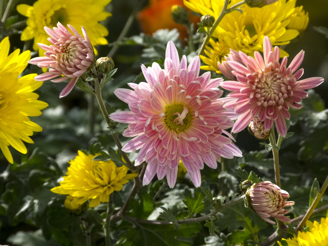 Хризантемы оранжевые и жёллтые - Валентин Семчишин Хризантемы оранжевые и жёллтые - Валентин Семчишин