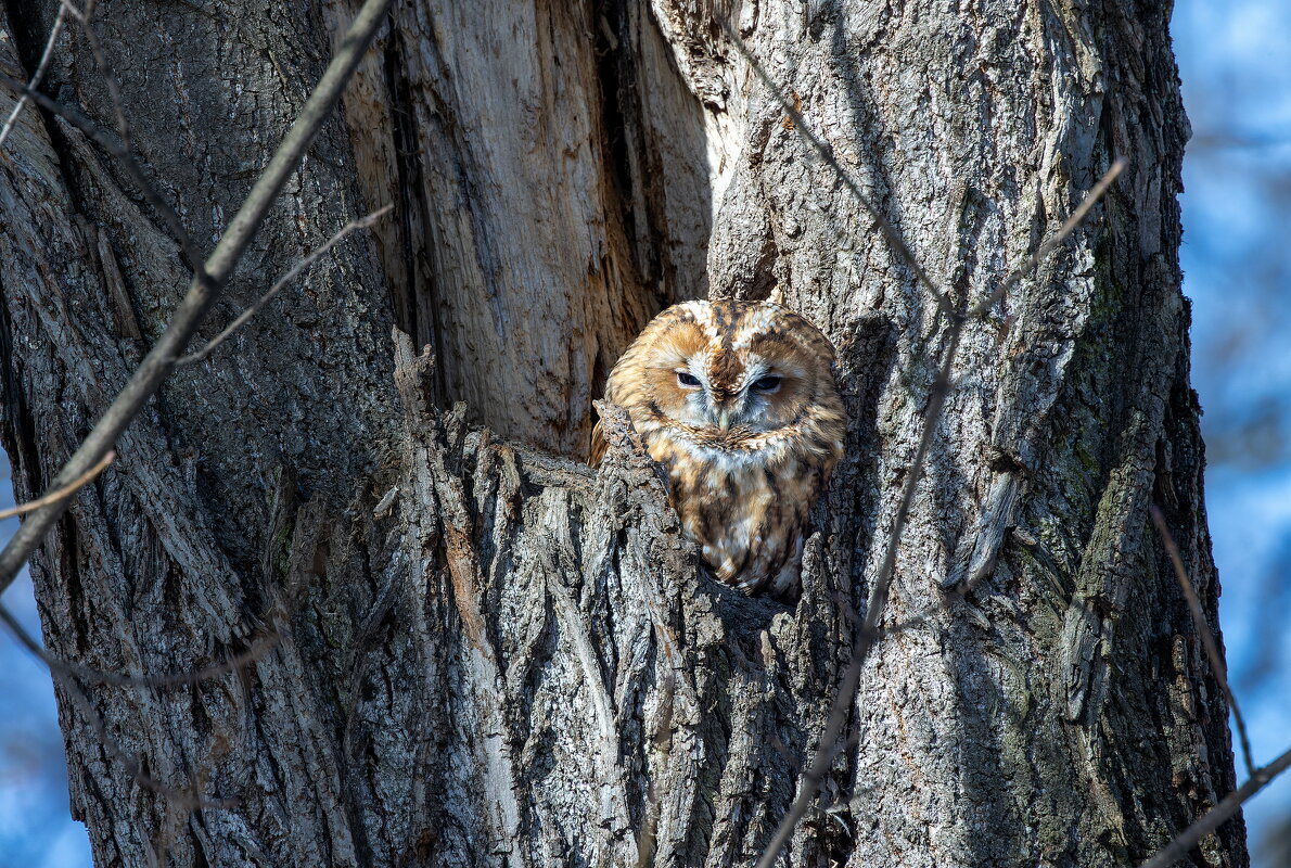 серая(рыжая) неясыть. - юрий макаров серая(рыжая) неясыть. - юрий макаров