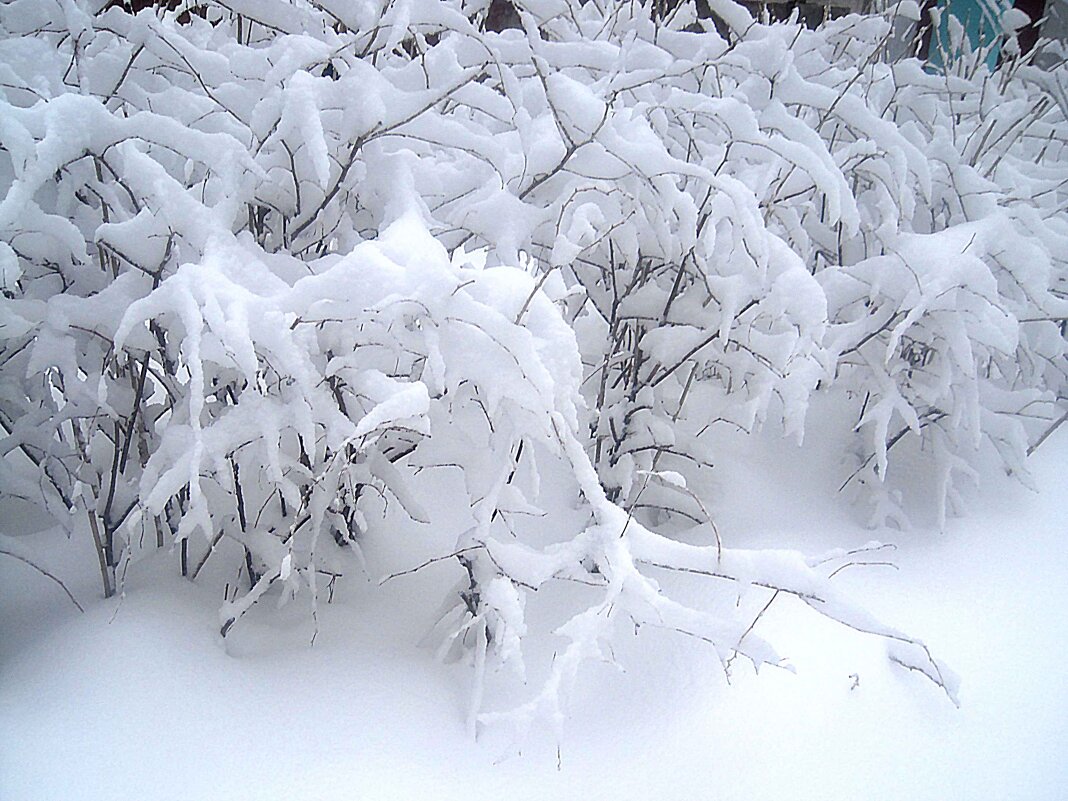 Когда много снега - Елена Семигина