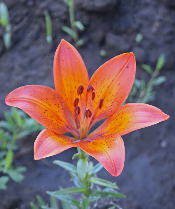 Цветок. - сергей ермошкин