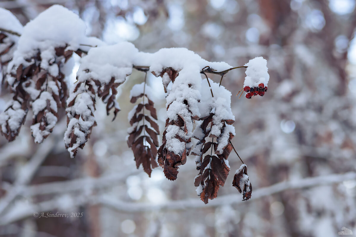 Снег на ветке рябины - Александр Синдерёв