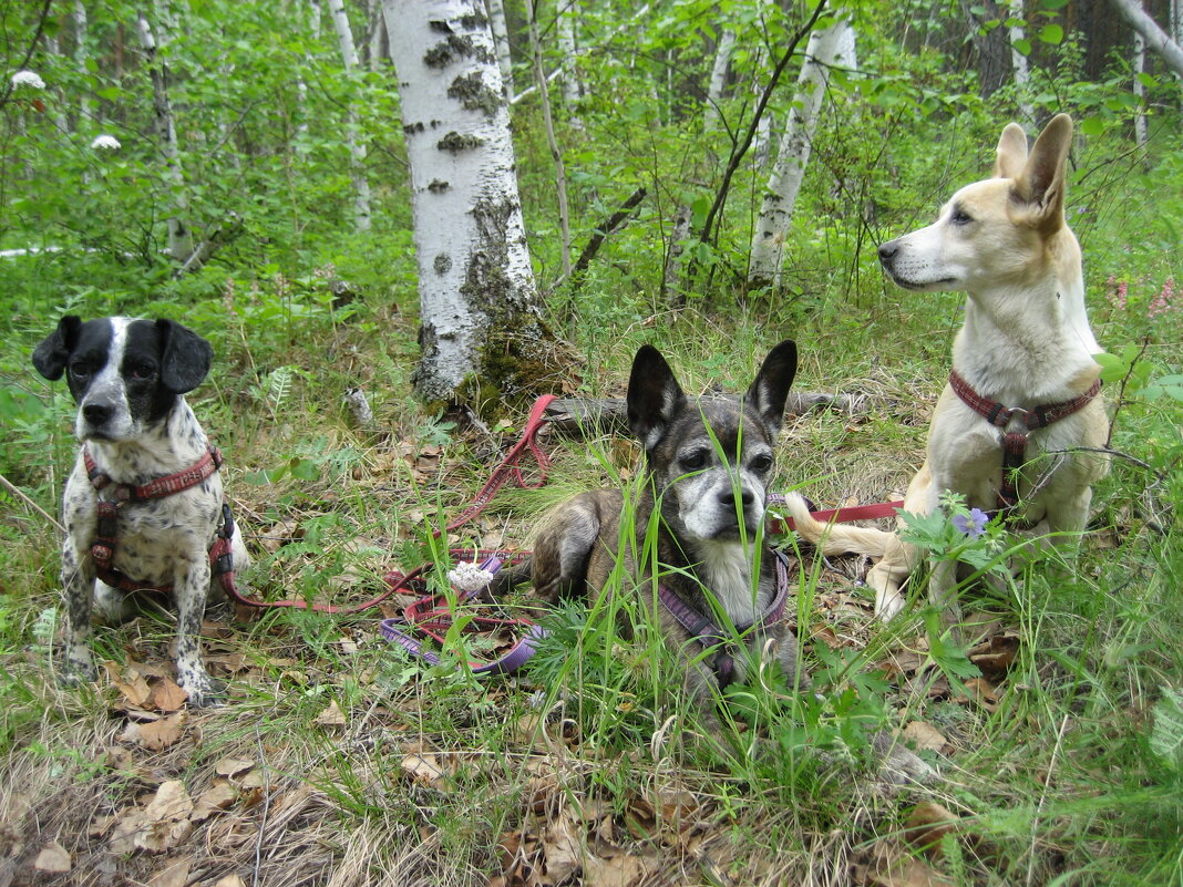 В лесу - Anna Ivanova