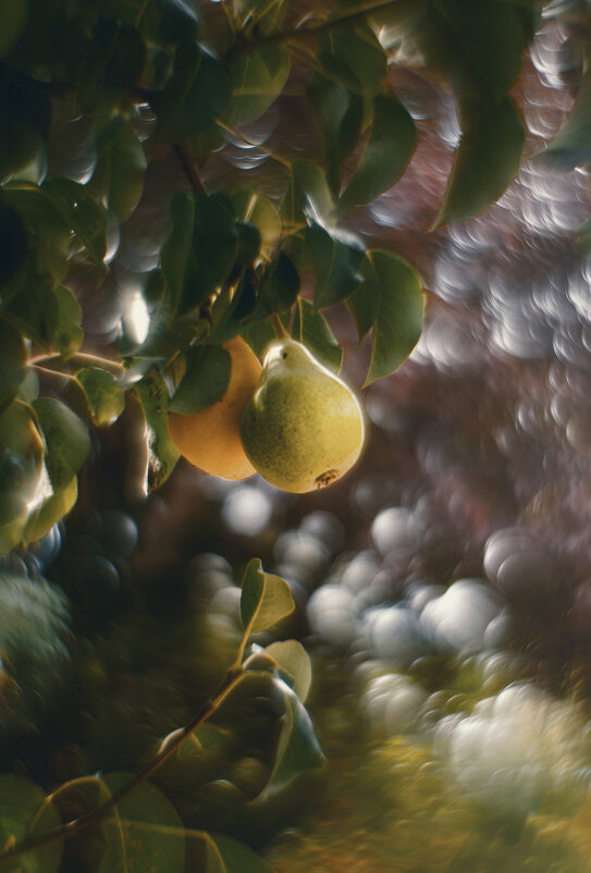 Дикие груши в волшебном саду. - Анатолий Щербак