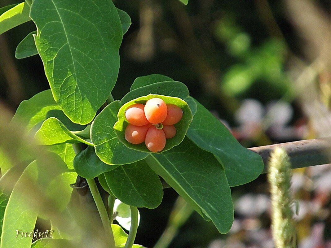 Каприфоль - Freddy 97