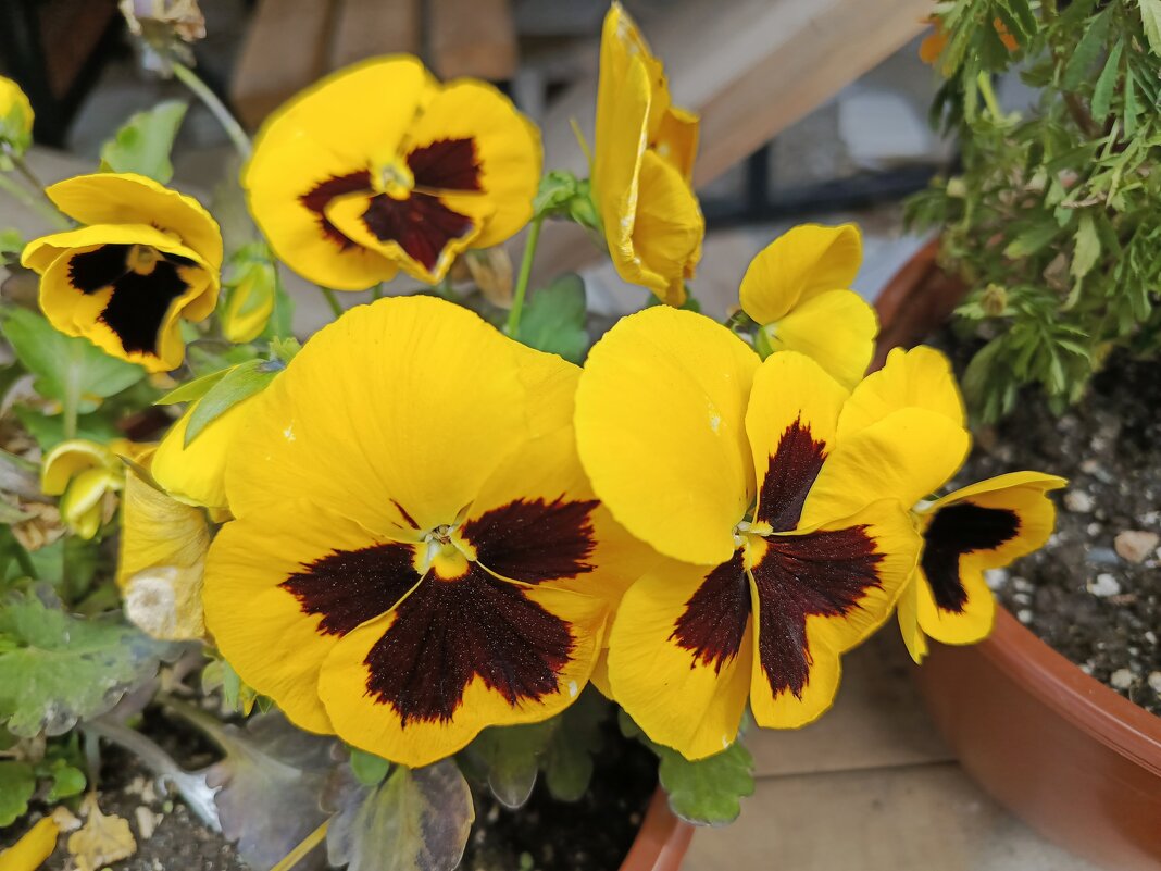 Анютки - Татьяна Пальчикова