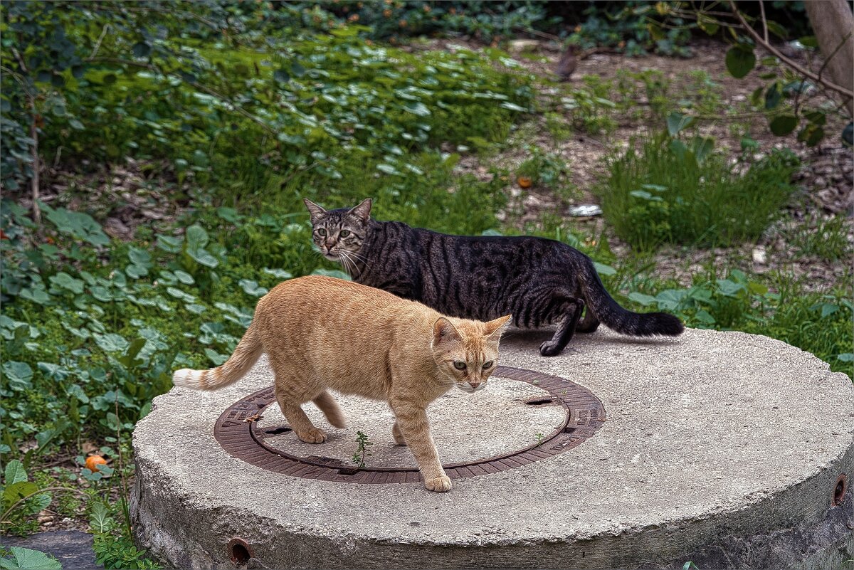 На распутии - ujgcvbif 