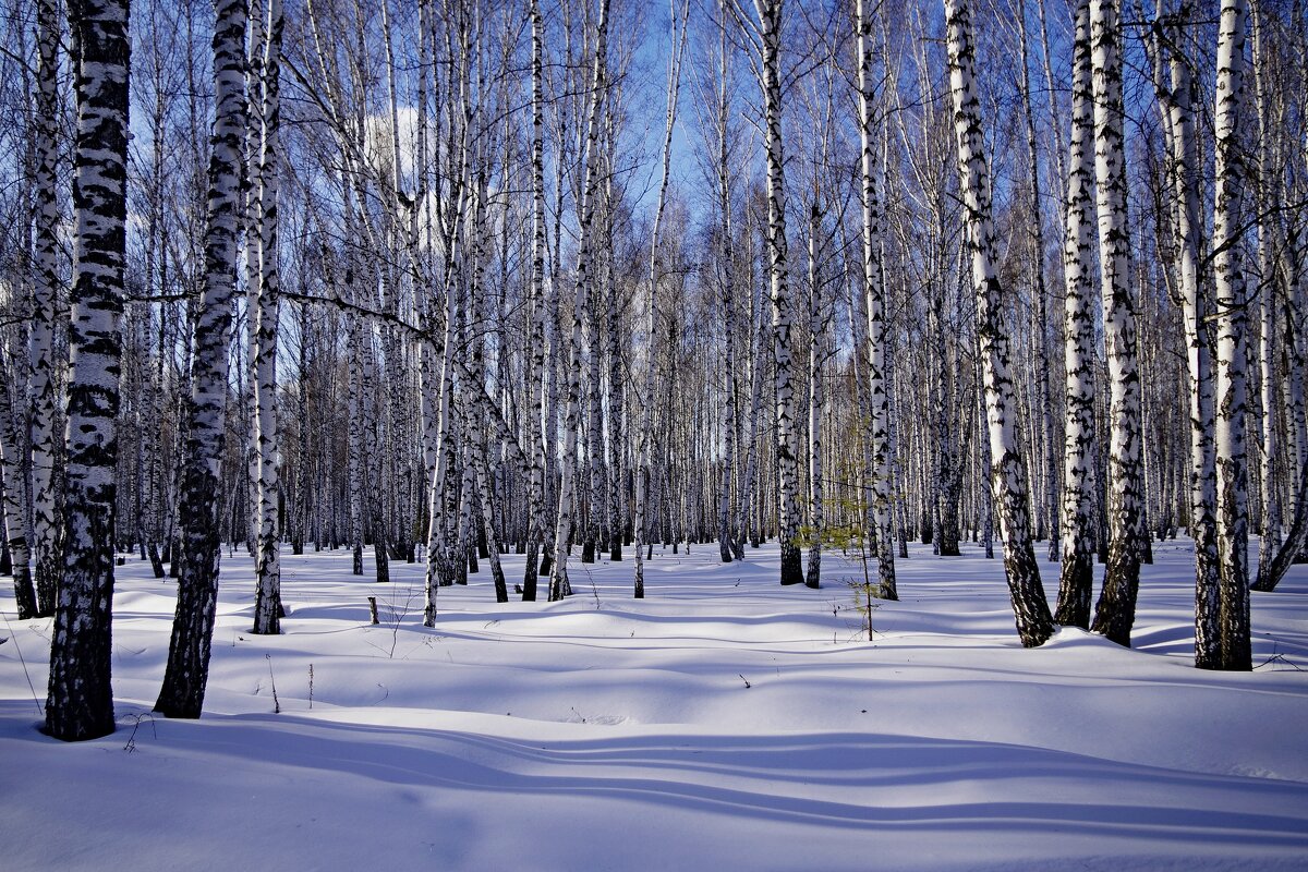 Березы в снегу - Сергей Швечков