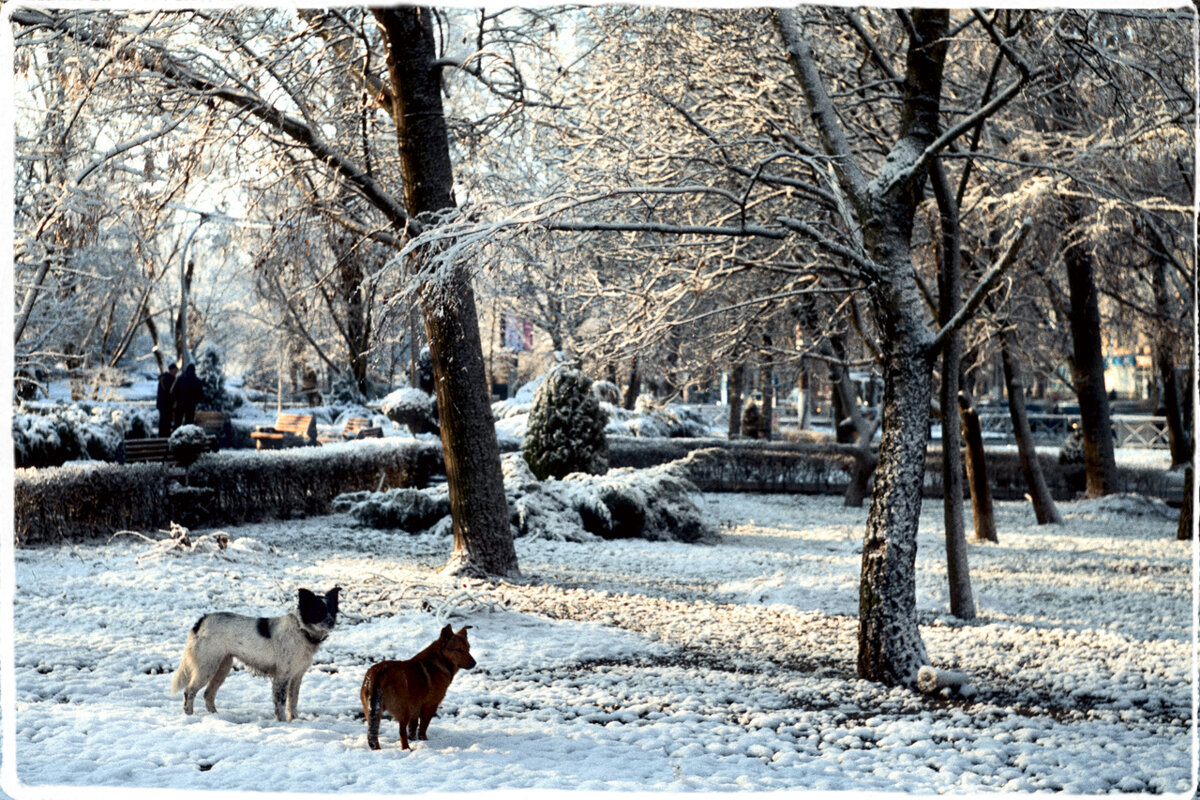 Город - human 1976