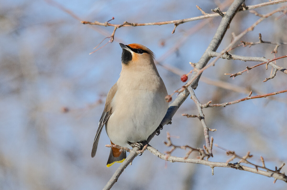 Свиристель. - Виктор Иванович Чернюк Свиристель. - Виктор Иванович Чернюк