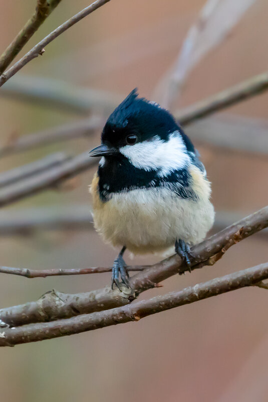 Московка - Владимир Лазарев