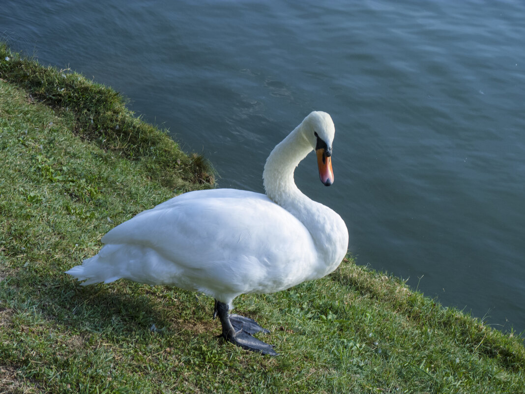 Лебеди Гагаринского парка - Валентин Семчишин Лебеди Гагаринского парка - Валентин Семчишин