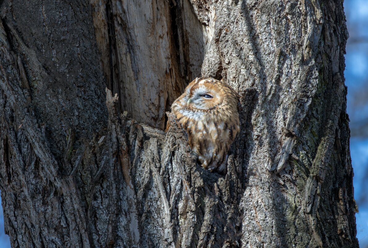 серая(рыжая) неясыть. - юрий макаров