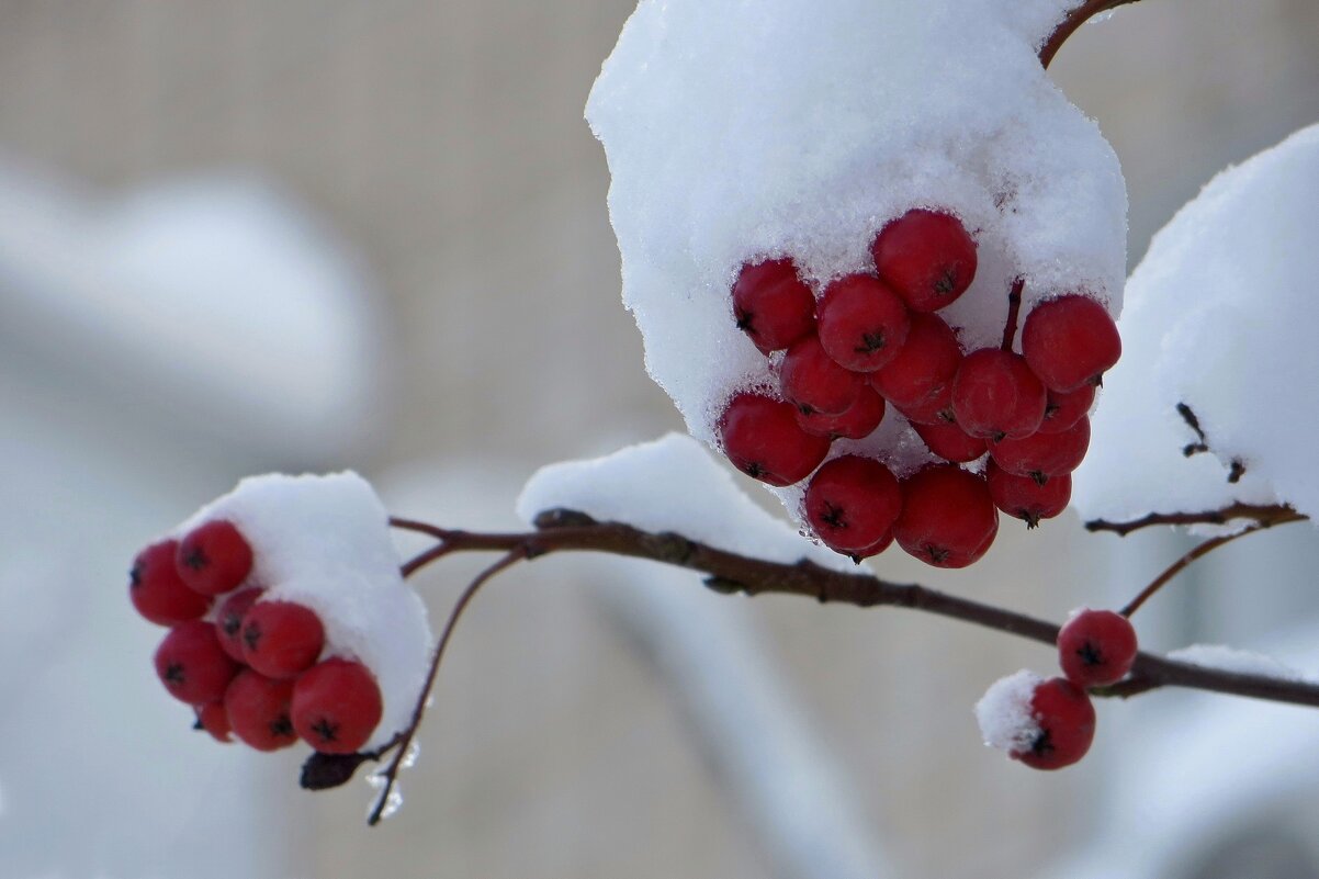 Тают шапочки рябины - Татьяна Смоляниченко Тают шапочки рябины - Татьяна Смоляниченко