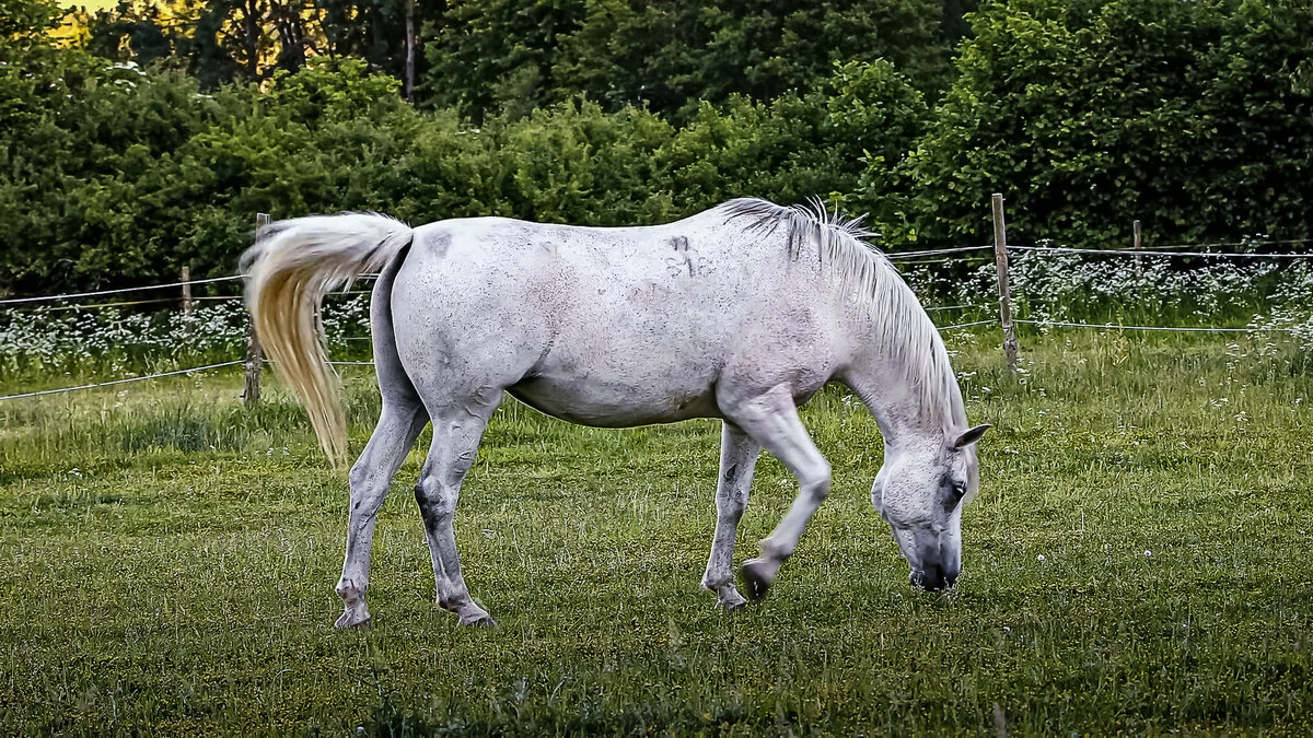 Андалузская лошадь - Aleksey Afonin Андалузская лошадь - Aleksey Afonin