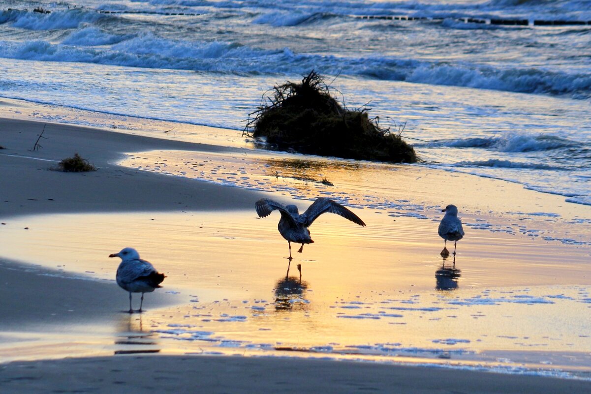 Танцы на песке - Юрий. Шмаков Танцы на песке - Юрий. Шмаков