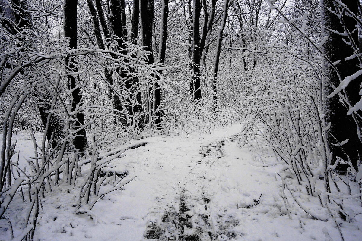 Картинки снежной зимы - Рита Симонова Картинки снежной зимы - Рита Симонова