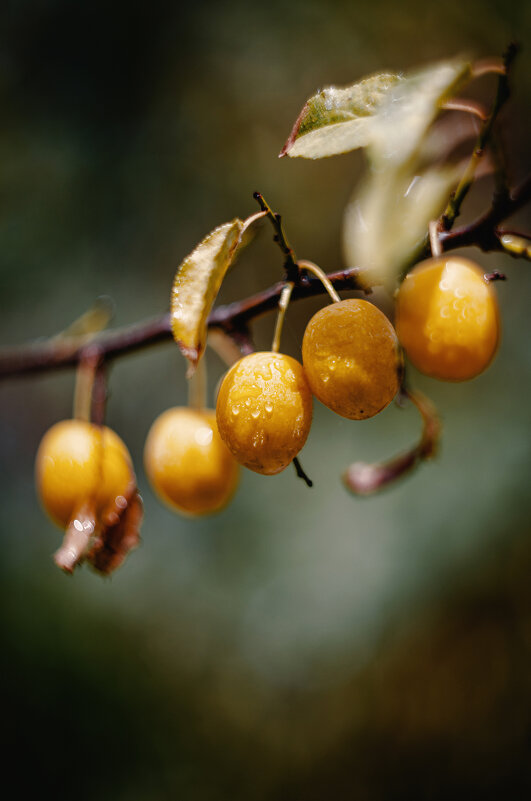 Керченская алыча. - Анатолий Щербак