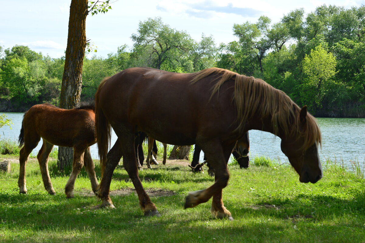 Донские виды. - Виктор Донские виды. - Виктор