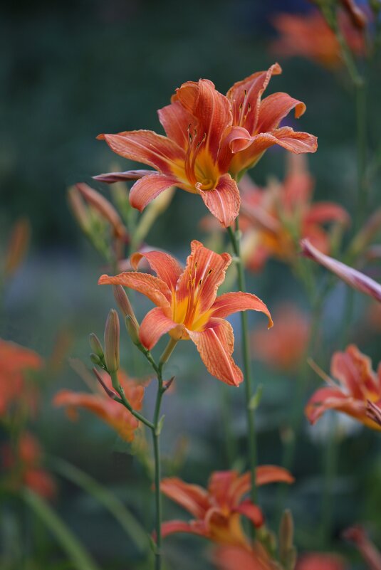 Нежность - Светлана Тихонина Нежность - Светлана Тихонина