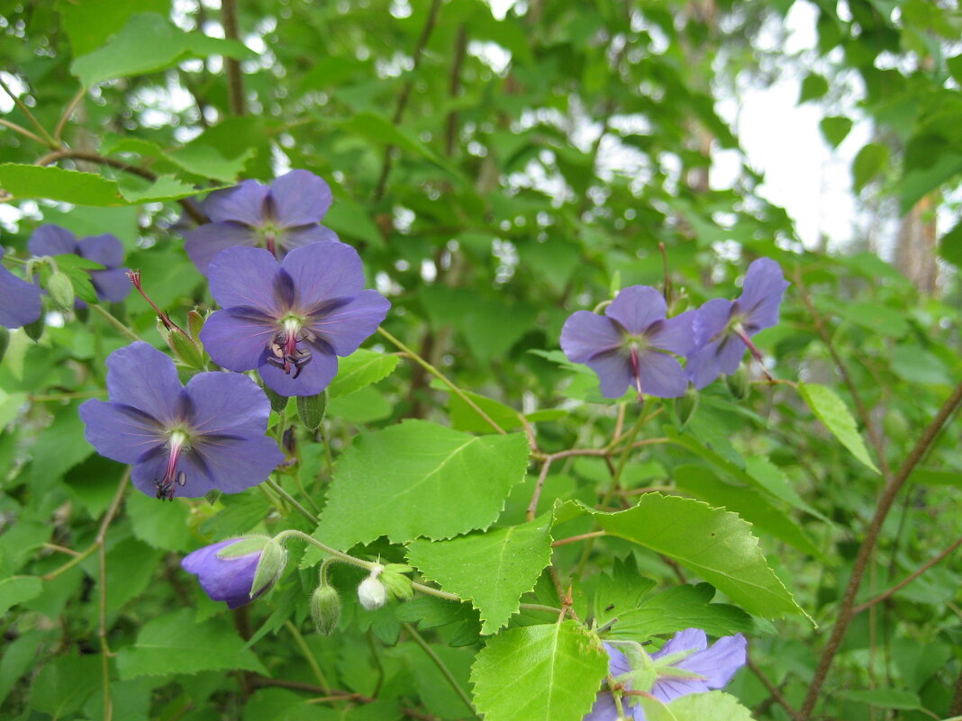 Герань - Anna Ivanova