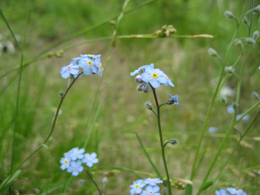 Незабудки - Anna Ivanova