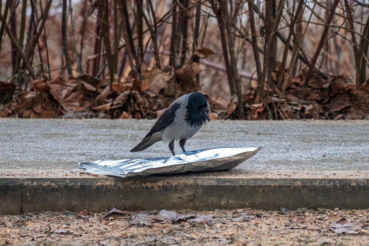 Извечный вопрос - Что делать ? - Анатолий. Chesnavik. Извечный вопрос - Что делать ? - Анатолий. Chesnavik.