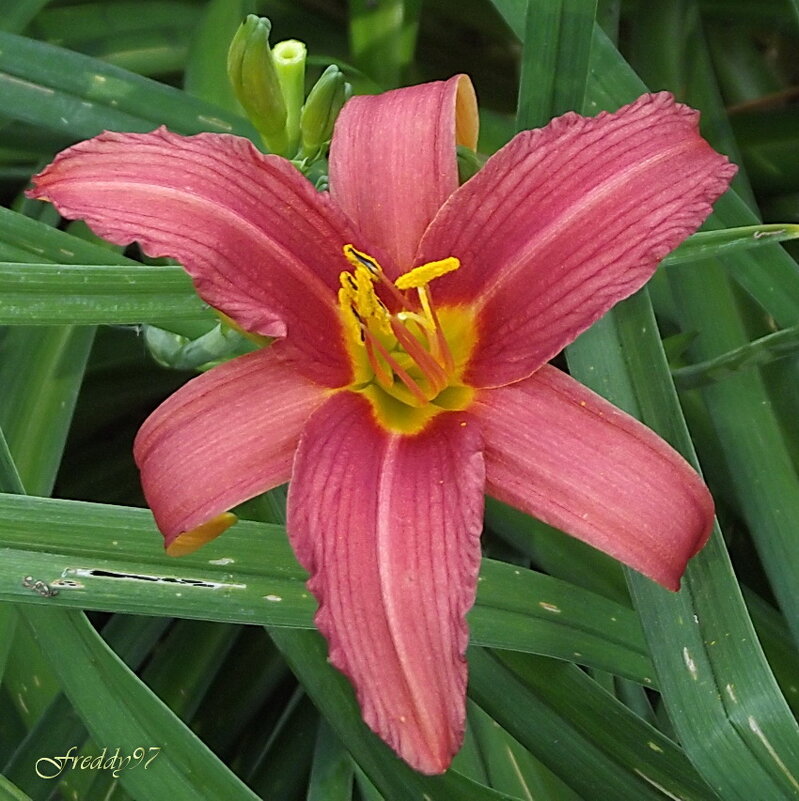 Лилейник - Freddy 97