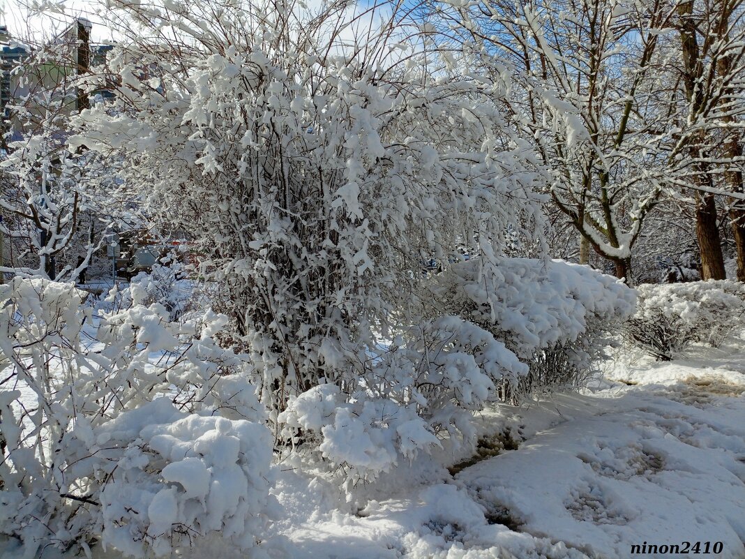 Зима в Ростове-на-Дону - Нина Бутко Зима в Ростове-на-Дону - Нина Бутко