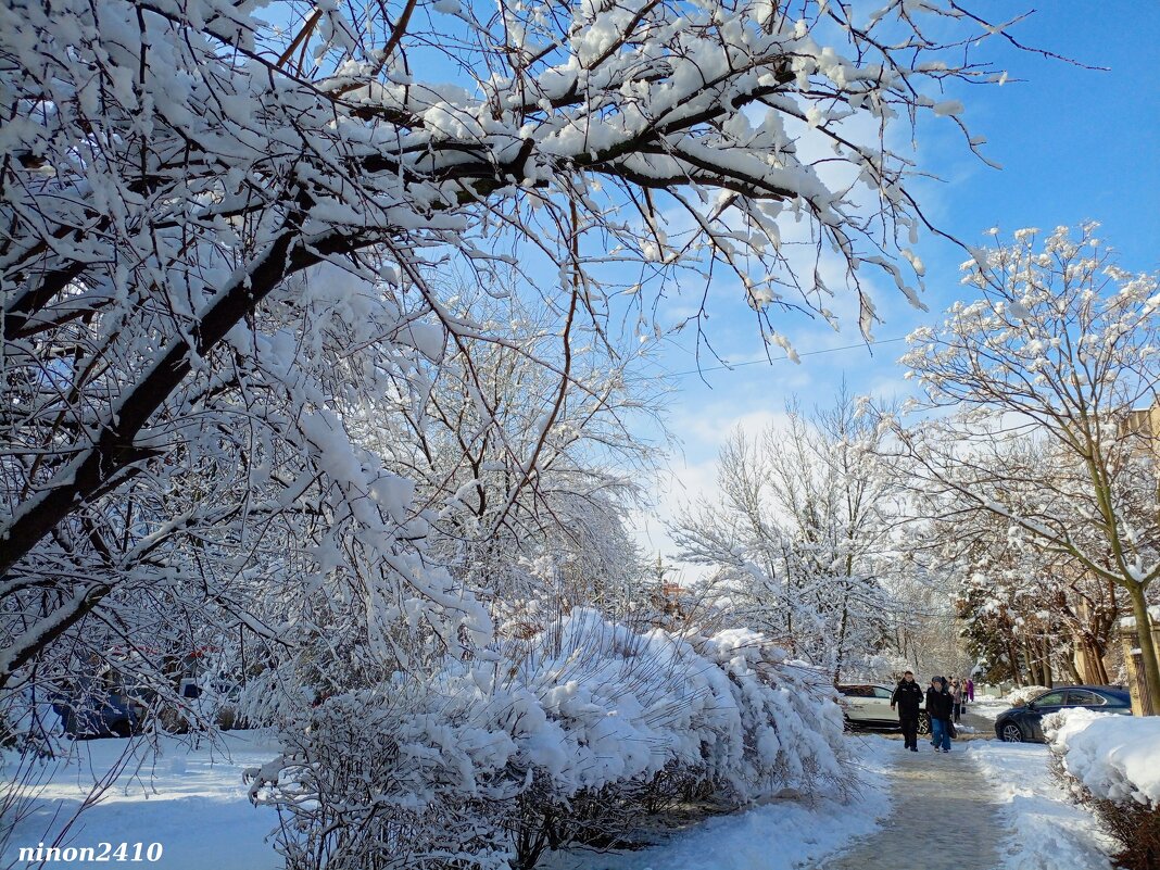 Зима в Ростове-на-Дону - Нина Бутко Зима в Ростове-на-Дону - Нина Бутко