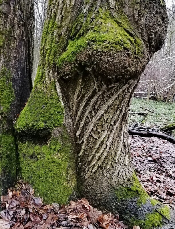 ЛЕСНОЙ - Юрий Вовк ЛЕСНОЙ - Юрий Вовк