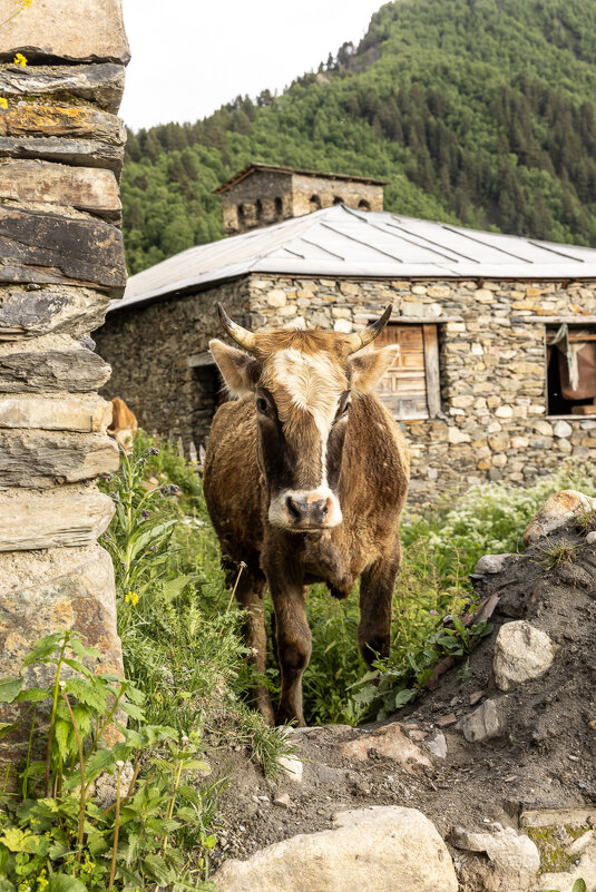 **** - Алексей Соловьев
